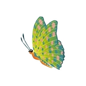 Green Parrotfish Butterfly
